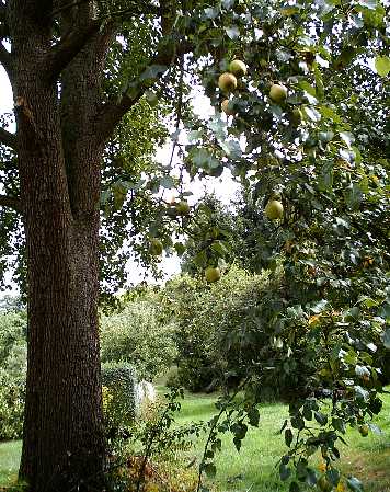 Apfel Baum in Metzingen