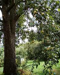 Obstbaum in Metzingen